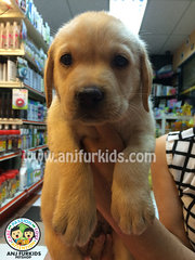 Quality Cream Labrador Retriever Pup - Labrador Retriever Dog