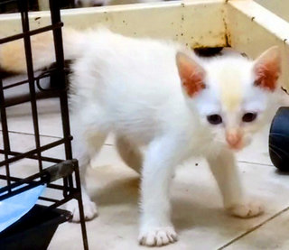 White Minions - Persian + Domestic Medium Hair Cat