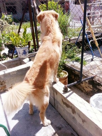 Power-looking For Fosterer  - Golden Retriever Dog