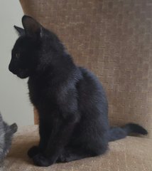 Solomon - Domestic Short Hair Cat