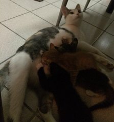 Mother Cat and Babies