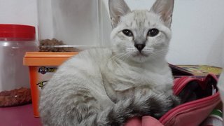 Yurei (Pls Read Description) - Domestic Short Hair Cat