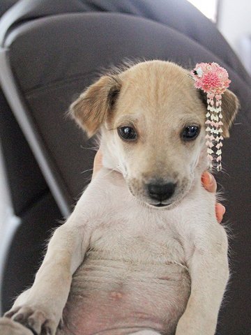 Puppy For Adoption - Mixed Breed Dog