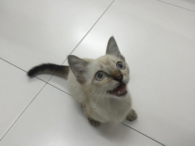 Veee - Domestic Short Hair Cat