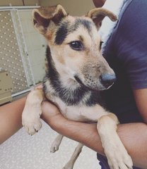 German Sheperd / Pinscher Mix - German Pinscher Mix Dog