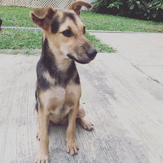 German Sheperd / Pinscher Mix - German Pinscher Mix Dog