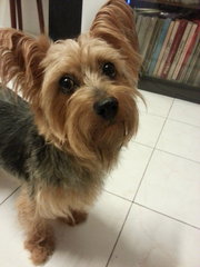 Scruffy - Silky Terrier Dog