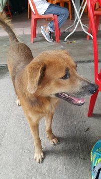 Teh O  - Mixed Breed Dog