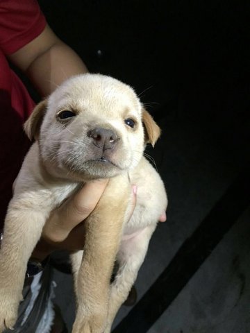 Cute &amp; Chubby Pups - Mixed Breed Dog