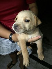 Cute &amp; Chubby Pups - Mixed Breed Dog