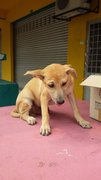 Bear - Mixed Breed Dog