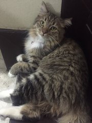 Ripley - Maine Coon Cat