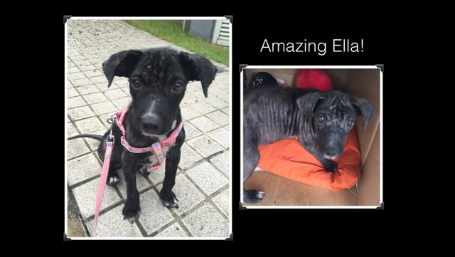 Ella - Mixed Breed Dog