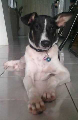 ♥ High Iq + Adorable ♥ 6 Mths Puppy - Mixed Breed Dog