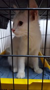 White Manja - Domestic Short Hair Cat
