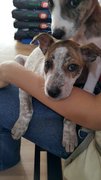 Crystal (Released ) - Mixed Breed Dog