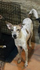 Crystal (Released ) - Mixed Breed Dog