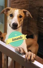 Man @ Amanda - Mixed Breed Dog