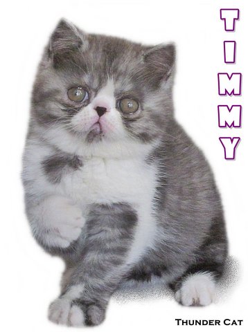 Timmy - Exotic Shorthair Cat
