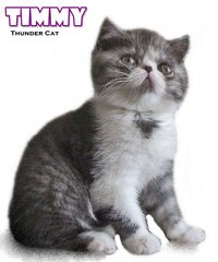 Timmy - Exotic Shorthair Cat