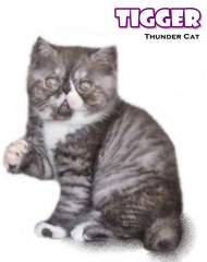 Tigger - Exotic Shorthair Cat
