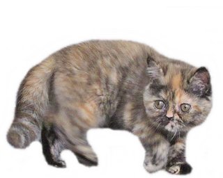 Coco - British Shorthair Cat