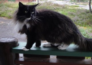 Figaro - Maine Coon Cat