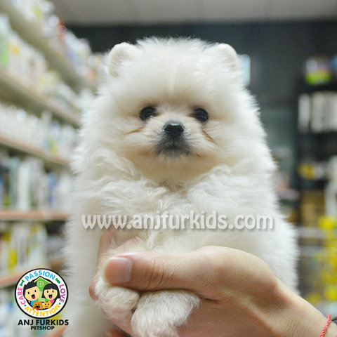 Quality White Pomeranian Puppy - Pomeranian Dog