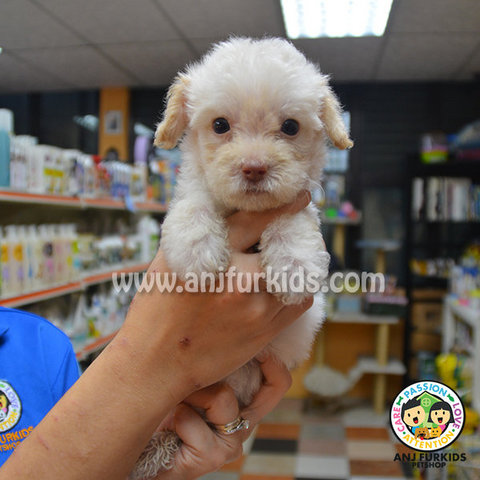 Cream Tiny Toy Poodle Puppies - Poodle Dog