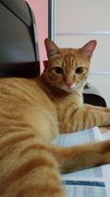 Lost Pet - Kitty - Domestic Short Hair Cat
