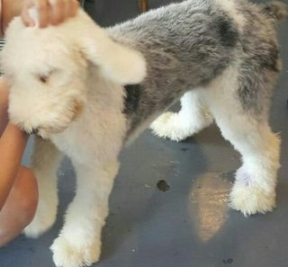 Molly - Old English Sheepdog Dog