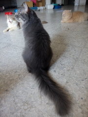 步步，bubu - Domestic Medium Hair Cat