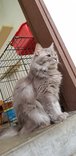 步步，bubu - Domestic Medium Hair Cat