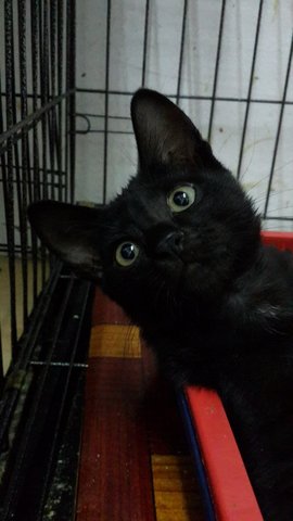 Charcoal (Pls Read Description) - Bombay Cat