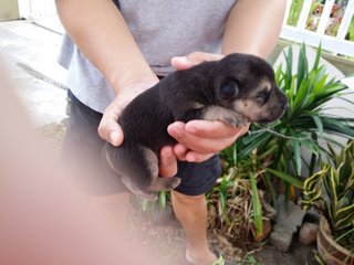 Klang Jaya  - Mixed Breed Dog