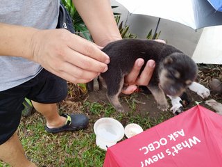 Klang Jaya  - Mixed Breed Dog