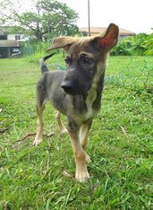 Big Punch - German Shepherd Dog Mix Dog