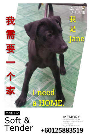 Jane - Labrador Retriever Dog