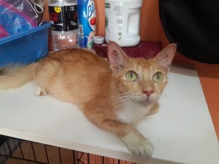 Jinga - Domestic Medium Hair Cat