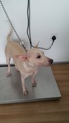 Sheni Adopted - Mixed Breed Dog