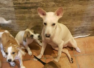 Sheni Adopted - Mixed Breed Dog