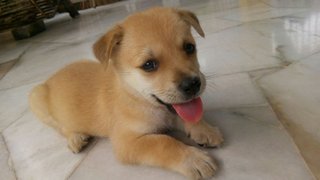 Adopted!!! - Mixed Breed Dog