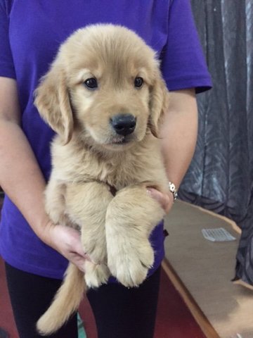 baby golden retrievers for sale baby golden retriever for sale in malaysia dogs in our photo baby golden retrievers for sale baby golden retriever for sale in malaysia dogs in our photo