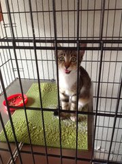 3-month Old Rabies Free &amp; Spayed - Domestic Short Hair Cat