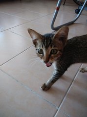 Xiao Guai Guai - Domestic Short Hair Cat