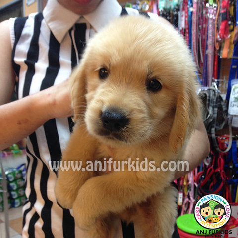 Quality Big Bone Golden Retriever  - Golden Retriever Dog