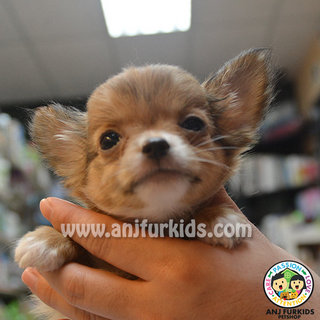 Adorable Long Coat Chihuahua Pups - Chihuahua Dog