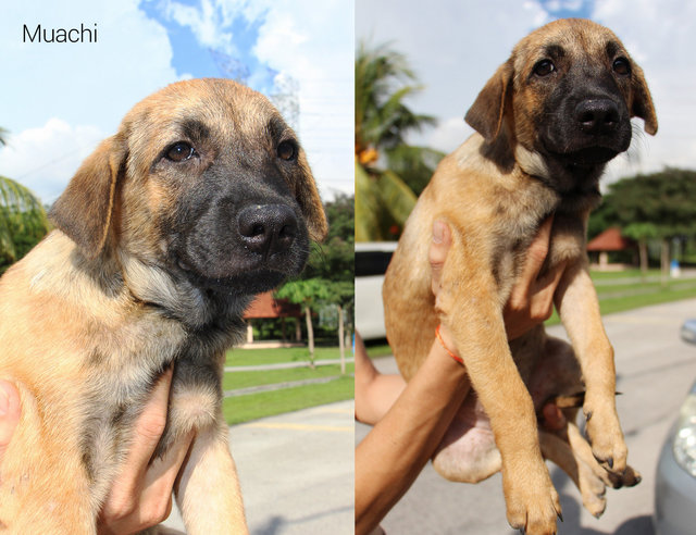 hachi breed mixed breed puppies for adoption 2 years 7 months muachi kimchi and hachi need home hachi breed mixed breed puppies for adoption 2 years 7 months muachi kimchi and hachi need home