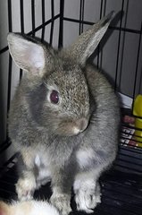 Lulu - Dwarf Rabbit