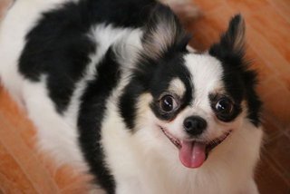 'dominos' Longcoat Chihuahua - Chihuahua Dog